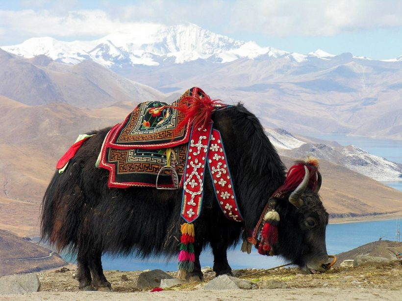 Yak-at-Yundrok-Yumtso-Lake-in-on-Tibetan-plateau-Dennis-Jarvis