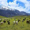 Meadows_of_Chitral_Gol_National_Park;_Tahsin_Shah_03